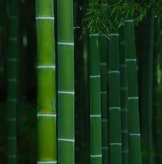 10 Pack of Handmade Eco-Friendly Incense Sticks