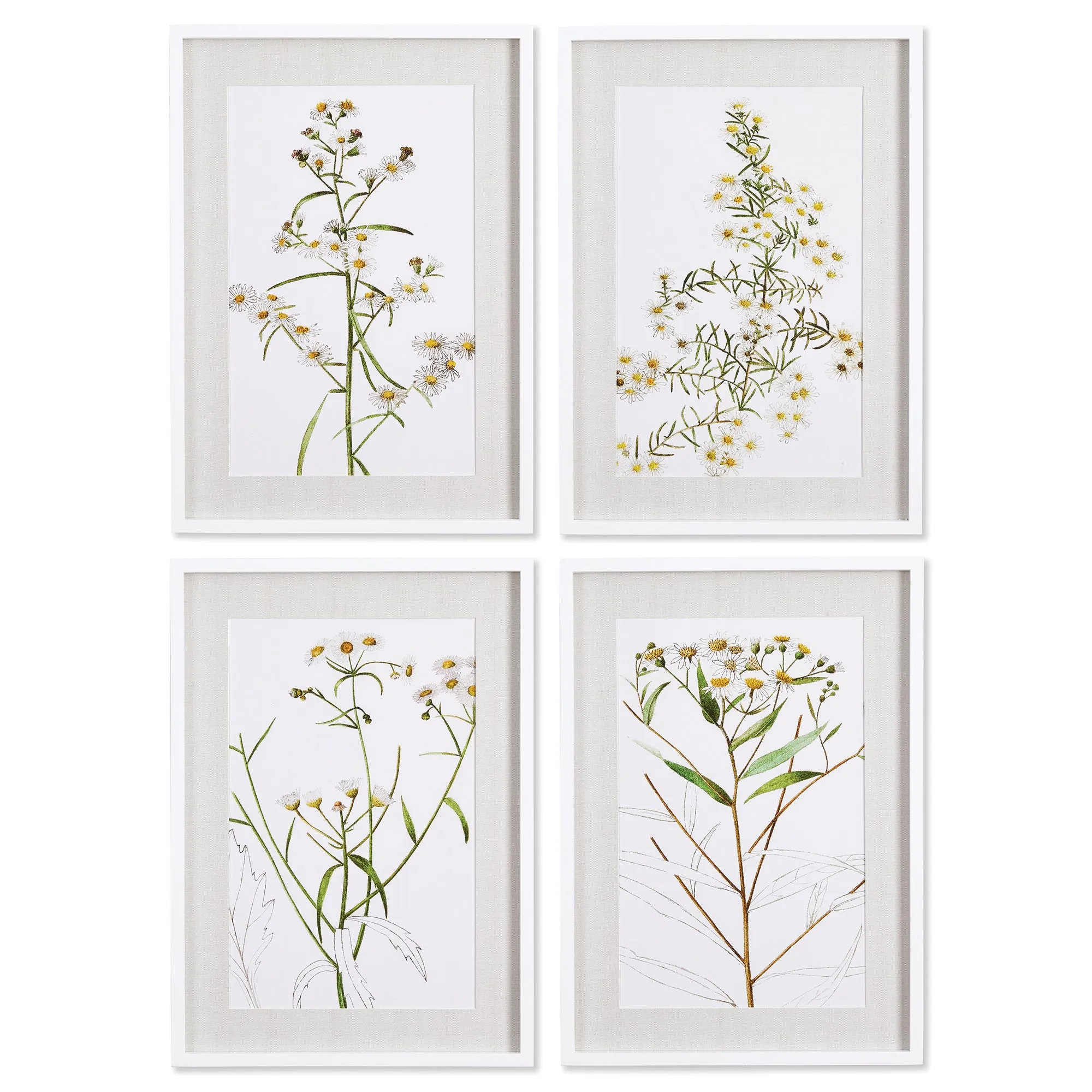 NAPA Home & Garden, DAISY PRINTS, SET OF 4,NNH522